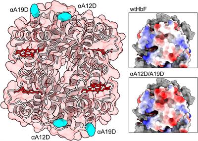 Site-Specific Introduction of Negative Charges on the Protein Surface for Improving Global Functions of Recombinant Fetal Hemoglobin